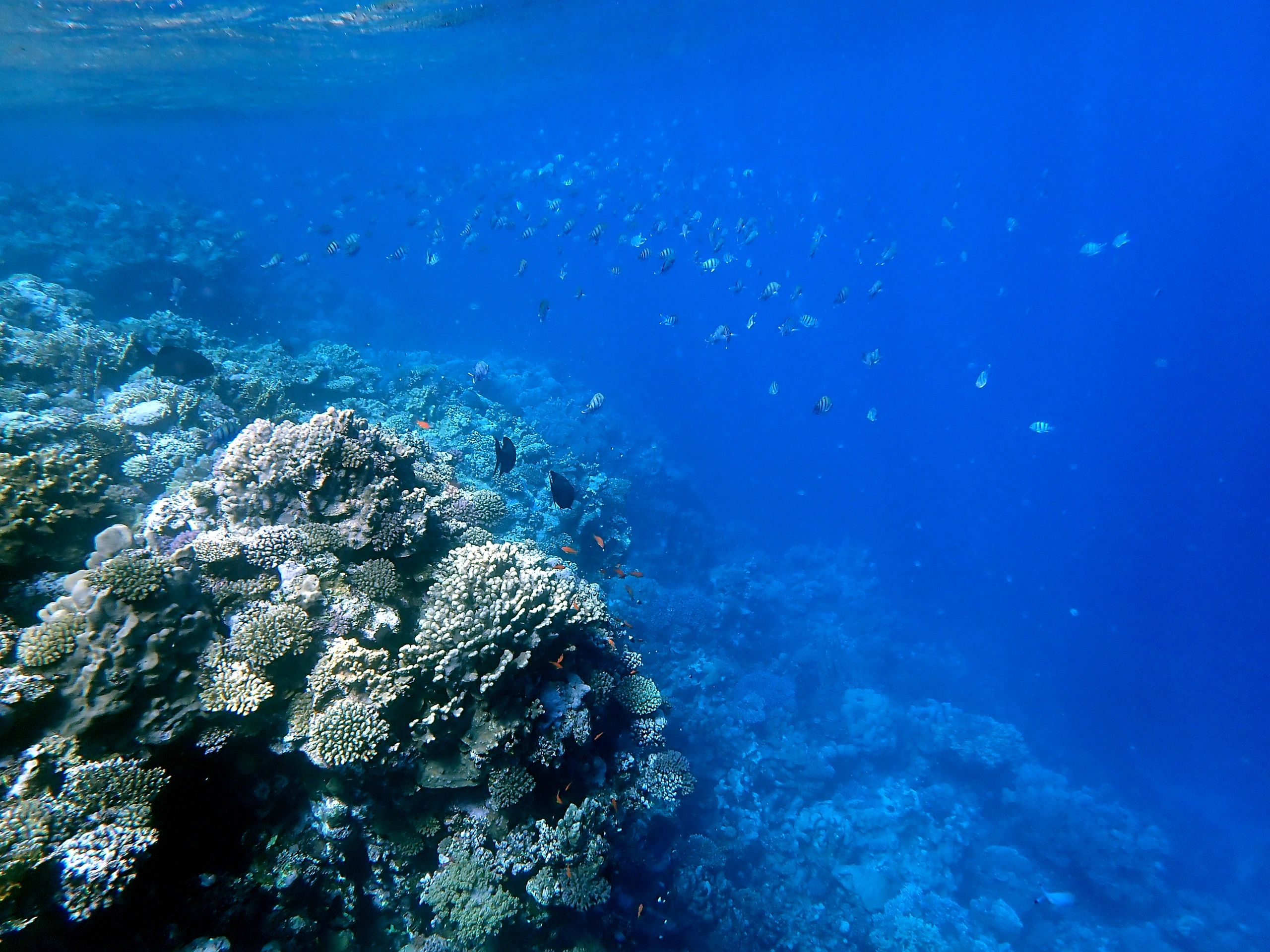 Coral reef snorkeling scene in the Red Sea