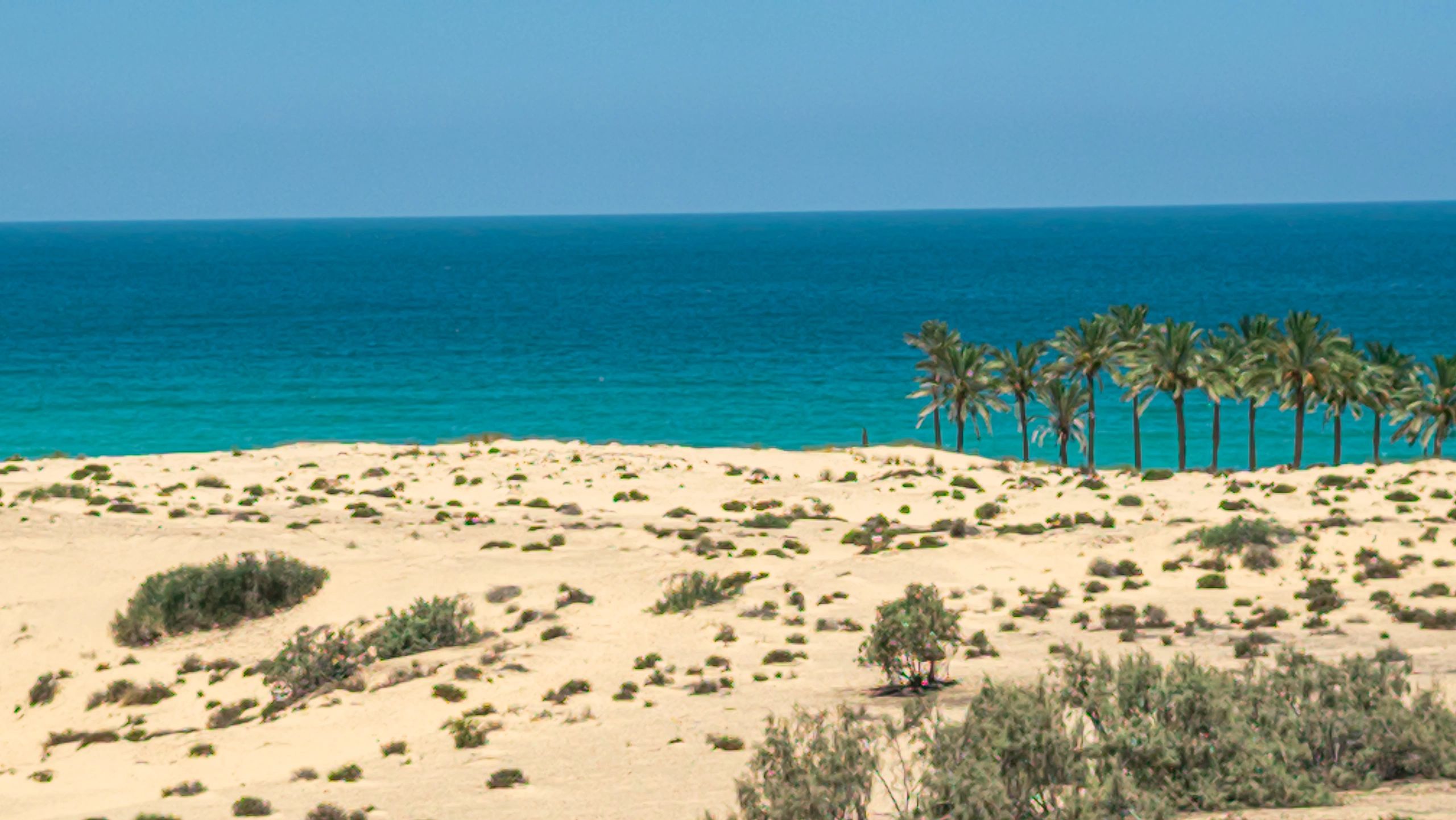 Sand dunes and palm trees beside the seaside