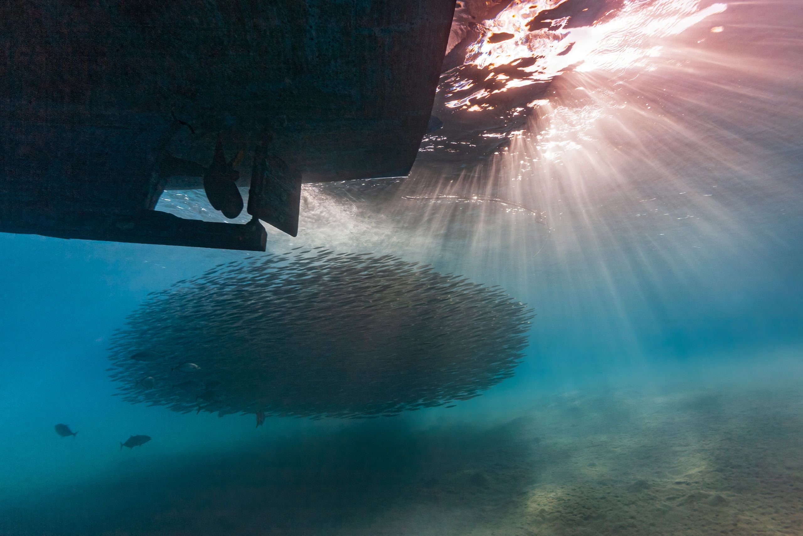 School of fish beneath a boat in the Red Sea
